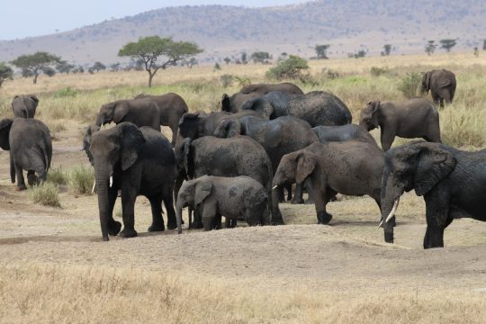 tanzania roadside safaris (37) (Medium)