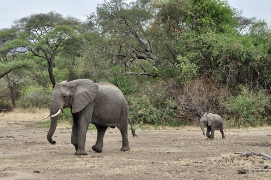 tanzania roadside safari (2)