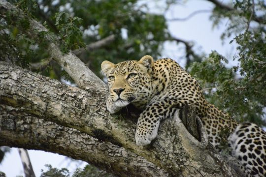 tanzania roadside safari (46)
