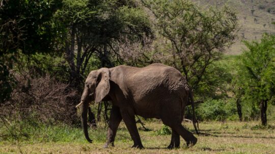 Abroad to Tanzania Safaris (56) (Medium)