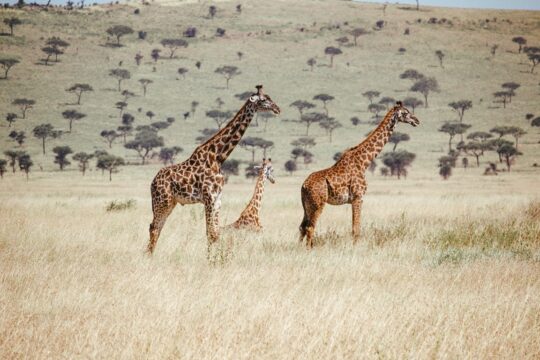 abroad-to-tanzania-1 (16)