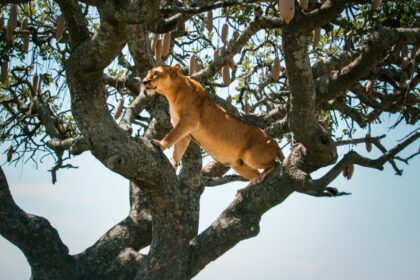 abroad-to-tanzania-1 (17)