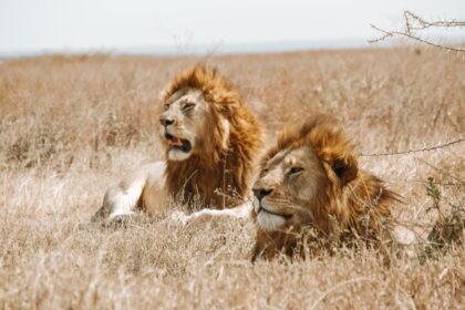 abroad-to-tanzania-1 (18)